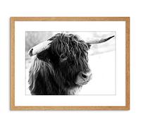 Wee Blue Coo Photo Composition Animal Livestock Highland Cow Bull Framed Wall Art Print