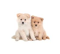 Wee Blue Coo PHOTO COMPOSITION NATURE ANIMAL DOG POMERANIAN PUPPY FRAMED ART PRINT B12X13696