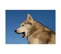 Wee Blue Coo Photo Cute Siberian Husky Dog Yawning Wall Art Print