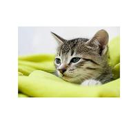 Wee Blue Coo Photo Cute Tabby Cat Kitten Blanket Wall Art Print