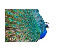 Wee Blue Coo Photo Dt Pretty Peacock Plume Bird Feathers Wall Art Print