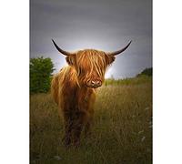 Wee Blue Coo Photo Farm Livestock Animal Highland Cow Calf Scotland Art Print Poster Wall Decor 12X16 Inch