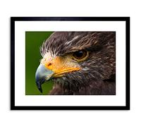 Wee Blue Coo PHOTO HARRIS HAWK EYE BIRD PREY FRAMED PRINT F97X3577