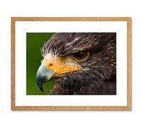 Wee Blue Coo Photo Harris Hawk Eye Bird Prey Framed Wall Art Print