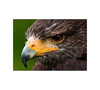 Wee Blue Coo Photo Harris Hawk Eye Bird Prey Wall Art Print