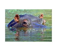 Wee Blue Coo Photo Hippo Hippopotamus Eyes Submerged Wall Art Print