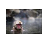 Wee Blue Coo Photo Japanese Monkey Hot Spring Snow Flakes Wall Art Print