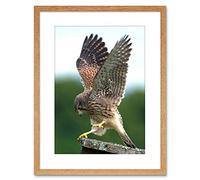 Wee Blue Coo Photo Kestrel Bird Prey Raptor Action Framed Wall Art Print