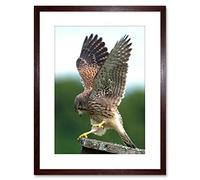 Wee Blue Coo Photo Kestrel Bird Prey Raptor Action Framed Wall Art Print