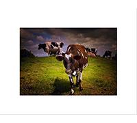 Wee Blue Coo PHOTO LANDSCAPE SUNLIT COW CATTLE HERD GRASS FARMING FRAMED ART PRINT B12X13126