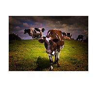 Wee Blue Coo Photo Landscape Sunlit Cow Cattle Herd Grass Farming Wall Art Print