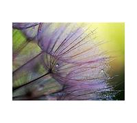 Wee Blue Coo Photo Lilac Flower Plant Seed Macro Wall Art Print