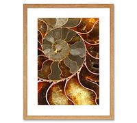 Wee Blue Coo Photo Macro Close Up Fossil Ammolite Shell Cool Framed Wall Art Print