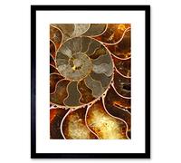 Wee Blue Coo Photo Macro Close Up Fossil Ammolite Shell Cool Framed Wall Art Print