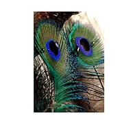 Wee Blue Coo PHOTO MACRO NATURE PEACOCK FEATHER DETAIL COLOUR COOL FRAMED ART PRINT B12X8597