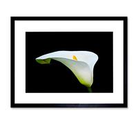 Wee Blue Coo Photo Macro Nature Plant Flower White Calla Lily Framed Wall Art Print