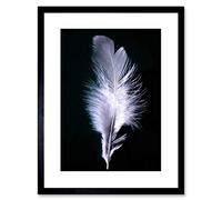 Wee Blue Coo Photo Modern Black White Feather Bird Framed Wall Art Print