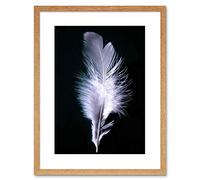 Wee Blue Coo Photo Modern Black White Feather Bird Framed Wall Art Print