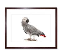 Wee Blue Coo Photo Nature Animal Bird African Grey Parrot Framed Wall Art Print