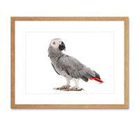 Wee Blue Coo Photo Nature Animal Bird African Grey Parrot Framed Wall Art Print