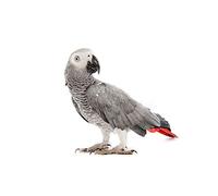 Wee Blue Coo Photo Nature Animal Bird African Grey Parrot Wall Art Print