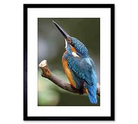 Wee Blue Coo Photo Nature Animal Bird Kingfisher Colourful Framed Print F97X5351