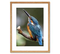 Wee Blue Coo Photo Nature Animal Bird Kingfisher Colourful Framed Wall Art Print