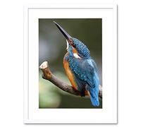 Wee Blue Coo Photo Nature Animal Bird Kingfisher Colourful Framed Wall Art Print