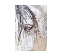 Wee Blue Coo Photo Nature Animal Close Up Andalusian Horse Wall Art Print