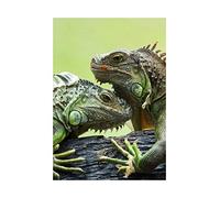 Wee Blue Coo Photo Nature Animal Lizard Iguana Scales Spines Heads Wall Art Print