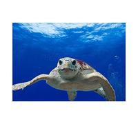 Wee Blue Coo Photo Nature Animal Turtle Loggerhead Sea Reptile Wall Art Print