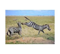 Wee Blue Coo Photo Nature Animal Zebra Kicking Kick Stripes Wall Art Print