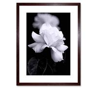 Wee Blue Coo Photo Nature Black White Rose Petal Flower Framed Wall Art Print