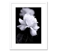 Wee Blue Coo Photo Nature Black White Rose Petal Flower Framed Wall Art Print