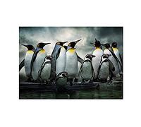 Wee Blue Coo Photo Nature Emperor Penguin Birds Wall Art Print