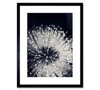 Wee Blue Coo PHOTO NATURE PLANT FLOWER BLACK WHITE BEAUTIFUL HOME FRAMED PRINT F97X4247