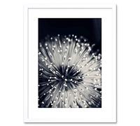 Wee Blue Coo PHOTO NATURE PLANT FLOWER BLACK WHITE BEAUTIFUL HOME FRAMED PRINT F97X4247