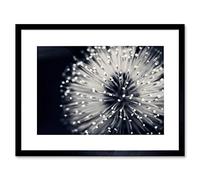 Wee Blue Coo Photo Nature Plant Flower Black White Beautiful Home Framed Wall Art Print