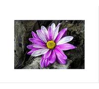 Wee Blue Coo PHOTO NATURE PLANT FLOWER DAISY DRIFTWOOD PINK PURPLE FRAMED ART PRINT B12X8137