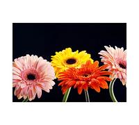Wee Blue Coo Photo Nature Plant Flower Gerbera Pink Red Yellow Wall Art Print