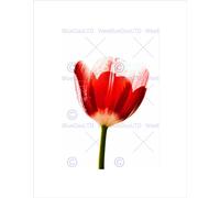 Wee Blue Coo PHOTO NATURE PLANT FLOWER PETAL DEWDROP STEM RED FRAMED ART PRINT MOUNT B12X8312