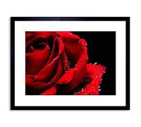 Wee Blue Coo PHOTO NATURE PLANT FLOWER ROSE RED ROMANTIC HOME FRAMED PRINT F97X4248