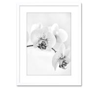 Wall Art Print Photo Nature Plant Orchid Flower Black White Artwork Framed 9X7 Inch Artery8 White W7 inch x H9 inch