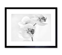 Orchid Flower Petal Blooms Black and White Floral Elegant Nature Photograph Artwork Framed Wall Art Print 12X16 Inch Artery8 Black One Size