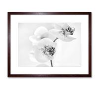 Wee Blue Coo Photo Nature Plant Orchid Flower Black White Framed Wall Art Print