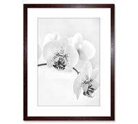 Wee Blue Coo Photo Nature Plant Orchid Flower Black White Framed Wall Art Print