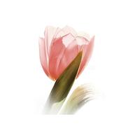 Wee Blue Coo Photo Nature Plant Soft Tulip Flower Bloom Pink Wall Art Print