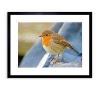 Wee Blue Coo PHOTO NATURE ROBIN BIRD RED BREAST FRAMED PRINT F97X6244