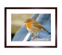 Wee Blue Coo Photo Nature Robin Bird Red Breast Framed Wall Art Print