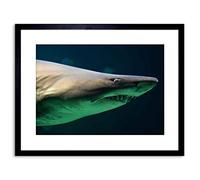 Wee Blue Coo PHOTO NATURE SANDTIGER SHARK RAGGED TEETH JAWS AUSTRALIA FRAMED PRINT F97X6263